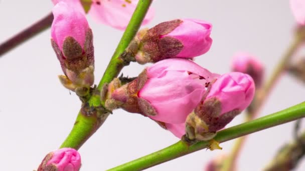 Pink Flowers Blossoms Branches Cherry Tree Timelapse — Stock Video