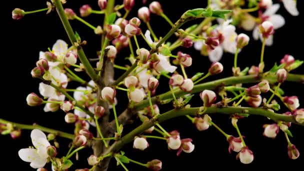 Witte Bloemen Bloeit Takken Cherry Tree Donkere Achtergrond Tijdsverloop — Stockvideo