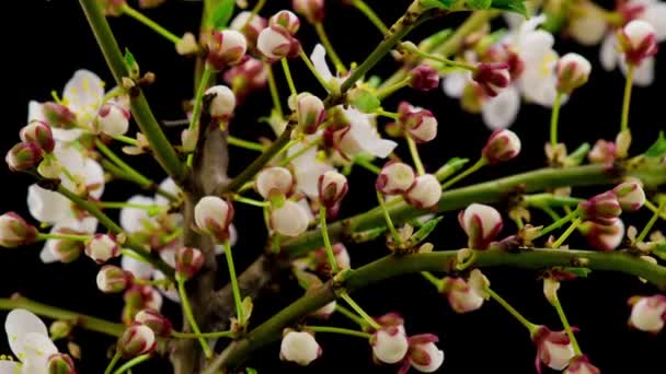 Witte Bloemen Bloeit Takken Cherry Tree Donkere Achtergrond Tijdsverloop — Stockvideo