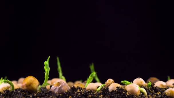 Pois Haricots Germination Sur Fond Noir Temps Écoulé — Video