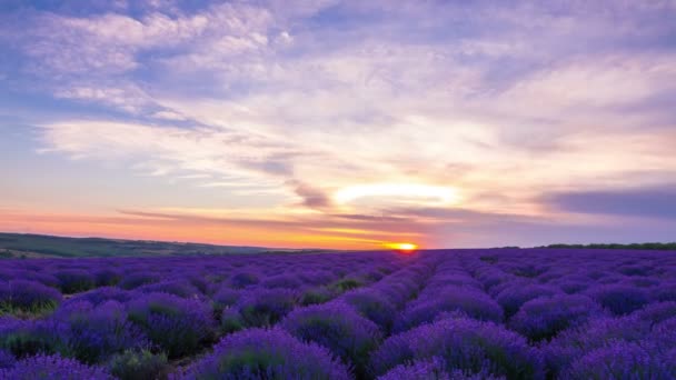 Délai Coucher Soleil Sur Champ Lavande — Video