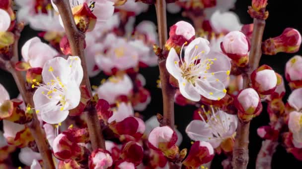 Weiße Blüten Blühen Auf Den Zweigen Des Kirschbaums Schwarzer Hintergrund — Stockvideo
