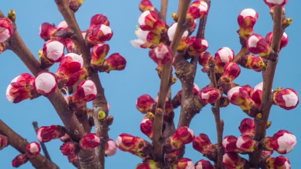 Witte Bloemen Bloeit Takken Kersenboom Blauwe Achtergrond Timelapse — Stockvideo