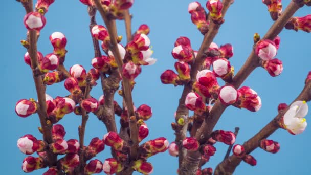 Vita Blommor Blommar Grenar Körsbärsträd Blå Bakgrund Timelapse — Stockvideo