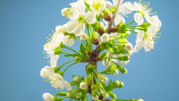 Weiße Blüten Blühen Auf Den Zweigen Des Kirschbaums Blauer Hintergrund — Stockvideo