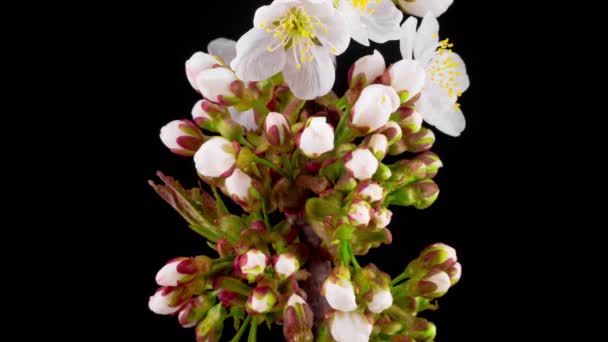 Flores Brancas Flores Nas Filiais Cherry Tree Fundo Escuro Prazo — Vídeo de Stock