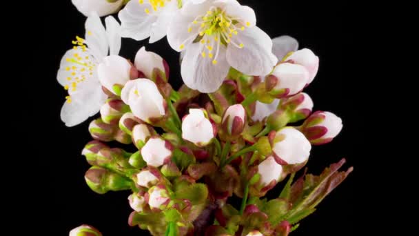 枝先に白い花を咲かせます 暗い背景 タイムラプス — ストック動画