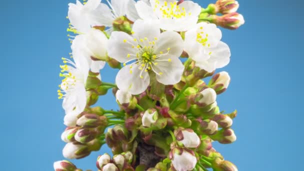 Witte Bloemen Bloeit Takken Kersenboom Blauwe Achtergrond Timelapse — Stockvideo