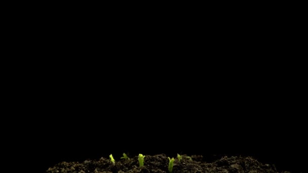 Rotation Chickpeas Seeds Germination Black Background Timelapse — Stock Video