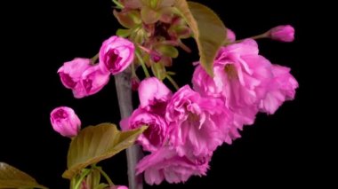 Pembe çiçekler çiçekleri dalları Sakura ağacı üzerinde. Siyah arka plan. Timelapse.