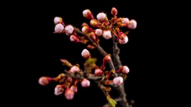 Beyaz Çiçekler Kiraz Ağacı 'nda çiçek açıyor. Karanlık Arkaplan. Zaman Uygulaması.