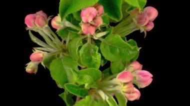 Dalları elma ağacı üzerinde beyaz çiçekler çiçekleri. Timelapse.