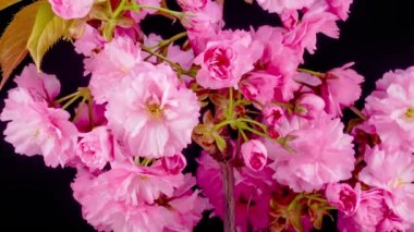 Pembe çiçekler çiçekleri dalları Sakura ağacı üzerinde. Siyah arka plan. Timelapse.