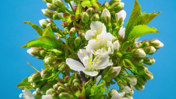 Białe Kwiaty Kwiaty Gałęzi Wiśniowego Drzewa Niebieskie Tło Timelapse — Wideo stockowe