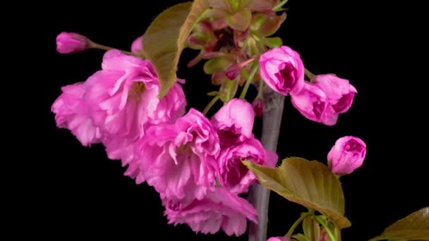 Flores Rosadas Florecen Las Ramas Del Árbol Sakura Fondo Negro — Vídeo de stock