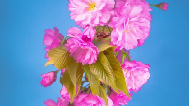 Pink Flowers Blossoms Branches Sakura Tree Blue Background Timelapse — Stock Video