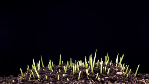 Taze Yeni Yeşil Çim Koyu Toprak Zeminde Hızlandırılmış Büyüme Timelapse — Stok video