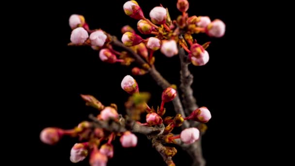 Vita Blommor Blommar Grenarna Körsbärsträd Mörk Bakgrund Tidsfrist — Stockvideo