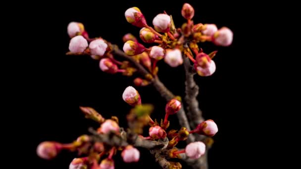 Vita Blommor Blommar Grenarna Körsbärsträd Mörk Bakgrund Tidsfrist — Stockvideo
