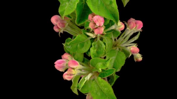 Weiße Blumen Blühen Auf Den Ästen Apfelbaum Zeitraffer — Stockvideo