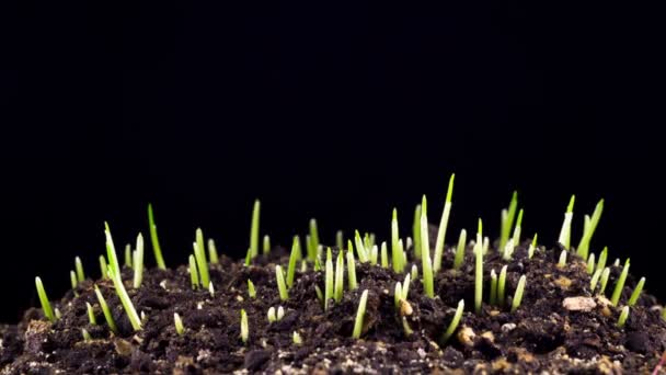 Taze Yeni Yeşil Çim Koyu Toprak Zeminde Hızlandırılmış Büyüme Timelapse — Stok video
