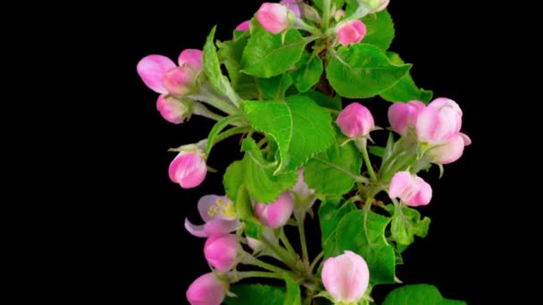 White Flowers Blossoms Branches Apple Tree Timelapse — Stock Video