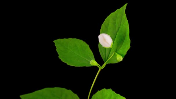 Blooming Time Lapse White Jasmine Flower Inglés Fondo Negro — Vídeos de Stock