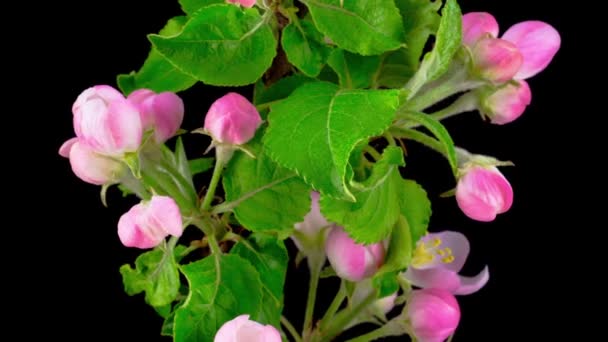 Fleurs Blanches Fleurit Sur Les Branches Pommier Temps Écoulé — Video