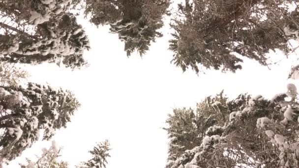 Blick Von Unten Auf Die Schneebedeckten Äste Der Kiefern Winterwald — Stockvideo