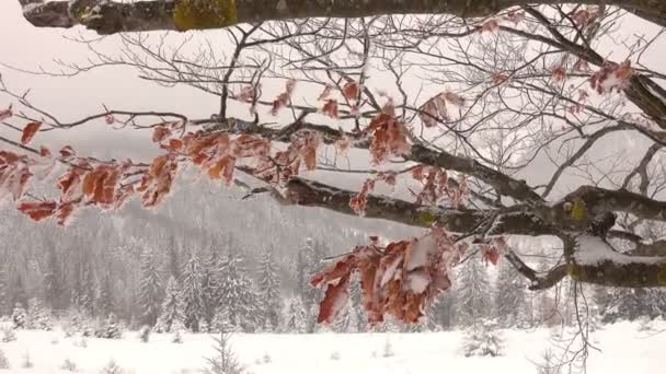 Hojas Haya Secas Congeladas Una Rama Árbol Las Montañas Invierno — Vídeos de Stock