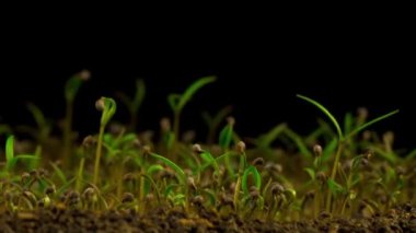 Haşhaş bitki yetiştirme. Siyah arka plan. Zaman atlamalı.