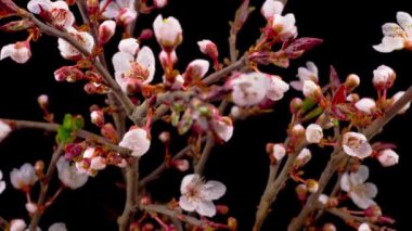 Beyaz Çiçekler Kiraz Ağacı 'nda çiçek açıyor. Karanlık Arkaplan. Zaman Uygulaması.