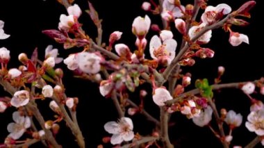 Beyaz Çiçekler Kiraz Ağacı 'nda çiçek açıyor. Karanlık Arkaplan. Zaman Uygulaması.