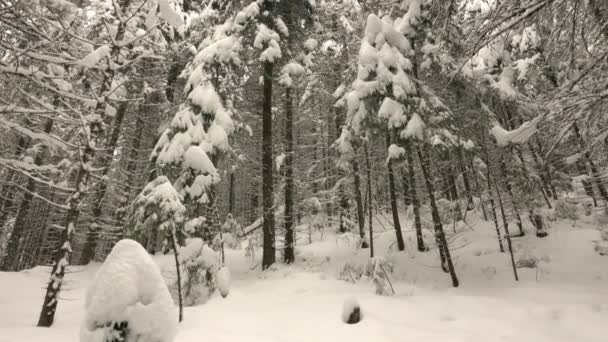 Ramas Cubiertas Nieve Árboles Bosque Invierno Las Montañas Rota — Vídeos de Stock