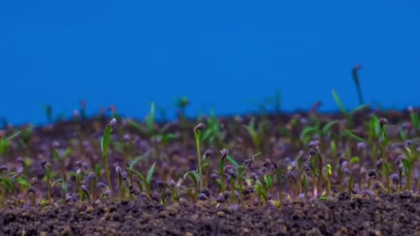 Planta Amapola Crecimiento Fondo Azul Tiempo Caducidad — Vídeos de Stock