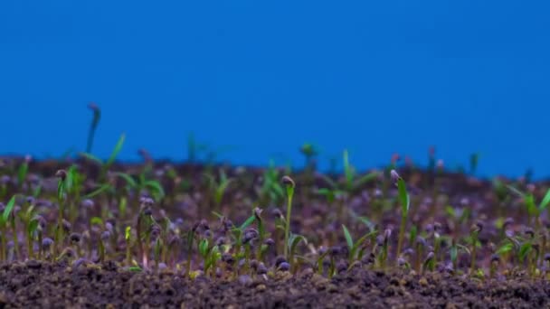 Planta Amapola Crecimiento Fondo Azul Tiempo Caducidad — Vídeos de Stock