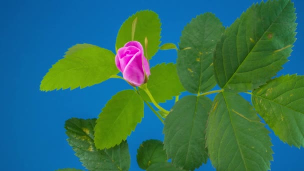 Timelapse Van Dogrose Bloem Bloeien Blauwe Achtergrond — Stockvideo