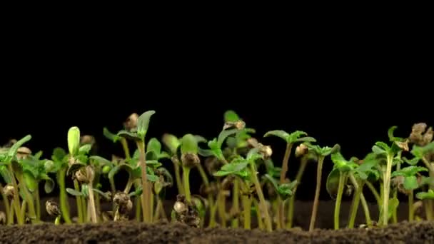 Planta Maconha Crescendo Fundo Preto Tempo Caducidade — Vídeo de Stock