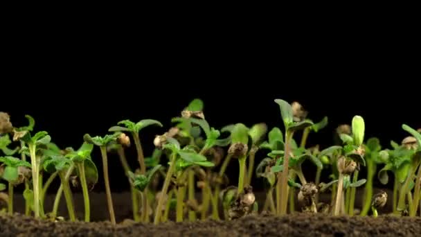 Planta Marihuana Creciendo Sobre Fondo Negro Tiempo Caducidad — Vídeos de Stock