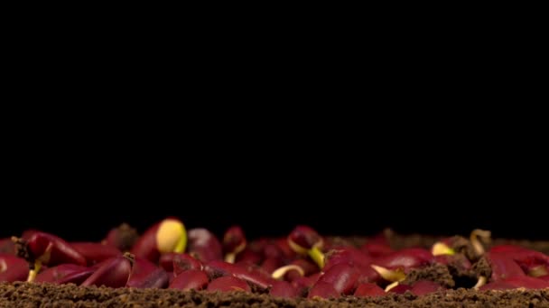 黒い背景に豆の発芽 タイムラプス — ストック動画