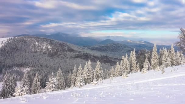 Δάσος Στο Βουνό Χειμώνα Στο Φόντο Των Δραματικών Συννεφιασμένο Ουρανό — Αρχείο Βίντεο