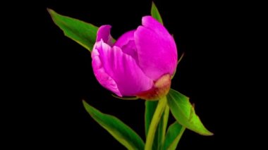 Pembe Peony çiçek çiçeklenme. Siyah arka plan. Timelapse.