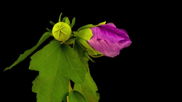 Flor Hibiscus Rosa Floreciendo Fondo Negro Cronograma — Vídeos de Stock