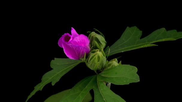 Rosa Hibiskus Blomma Blommande Svart Bakgrund Timelapse — Stockvideo