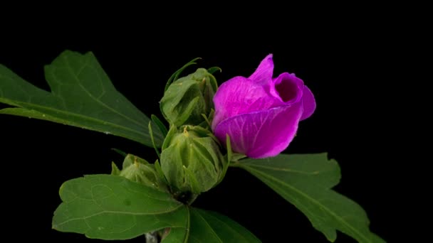 Flor Hibiscus Rosa Floreciendo Fondo Negro Cronograma — Vídeo de stock