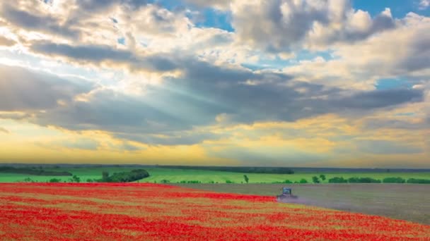 Макового Поля Збирання Врожаю Захід Сонця Сонячних Променів Timelapse — стокове відео