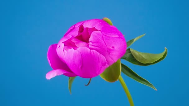 粉红牡丹花盛开 蓝色背景 Timelapse — 图库视频影像