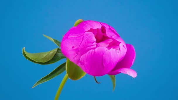 Pink Peony Flower Blooming Blue Background Timelapse — Stock Video