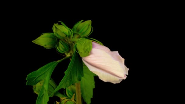 White Hibiscus Flower Blooming Black Background Timelapse — Stock Video