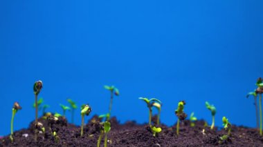 Mavi bir arka plan üzerinde büyüyen esrar bitki. Zaman atlamalı.